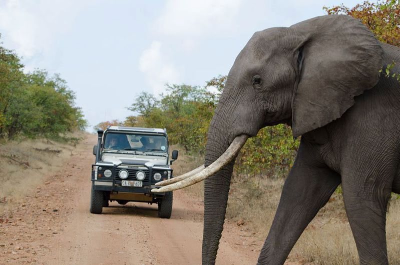 Balule Nature Reserve Elephant
