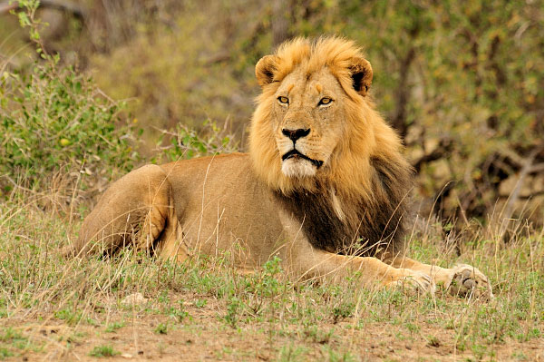 Balule Nature Reserve Lion