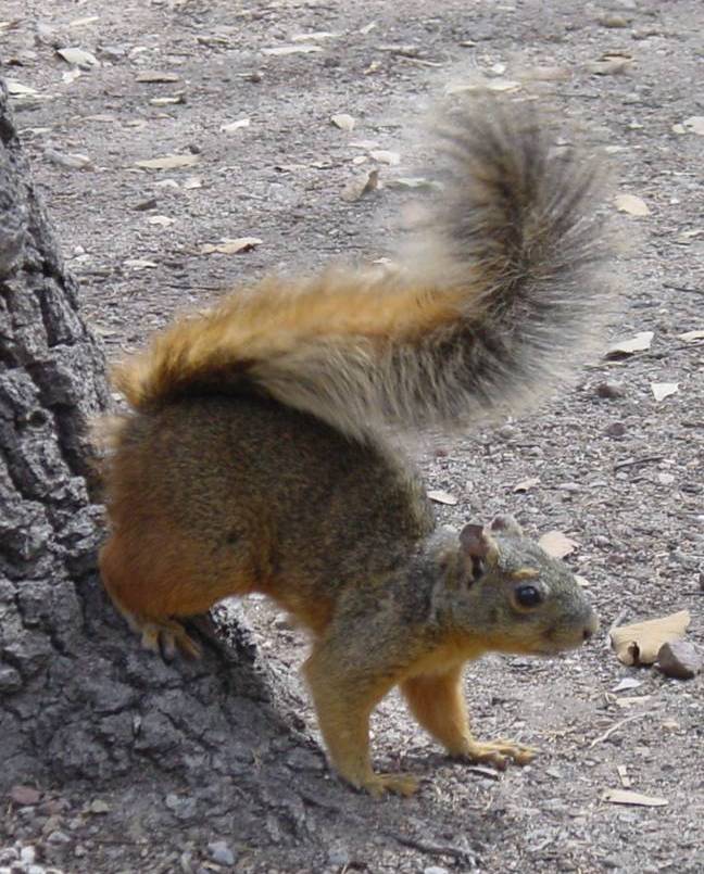 Chiricahua fox squirrel
