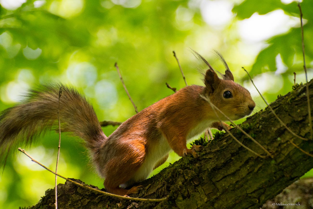 Eurasian red squirrel in the Italian Alps