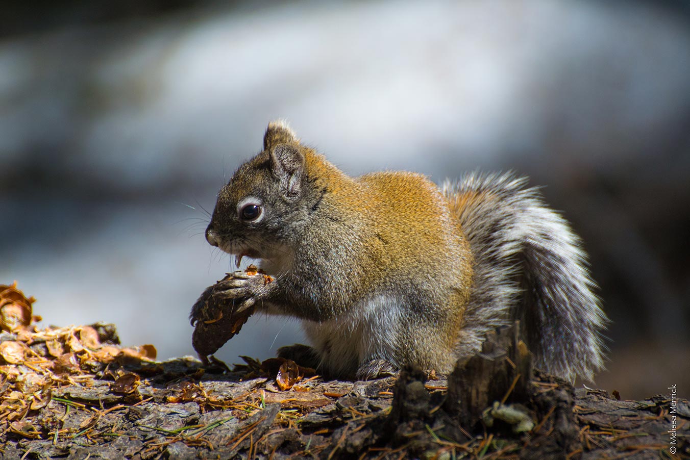 Mount Graham red squirrels
