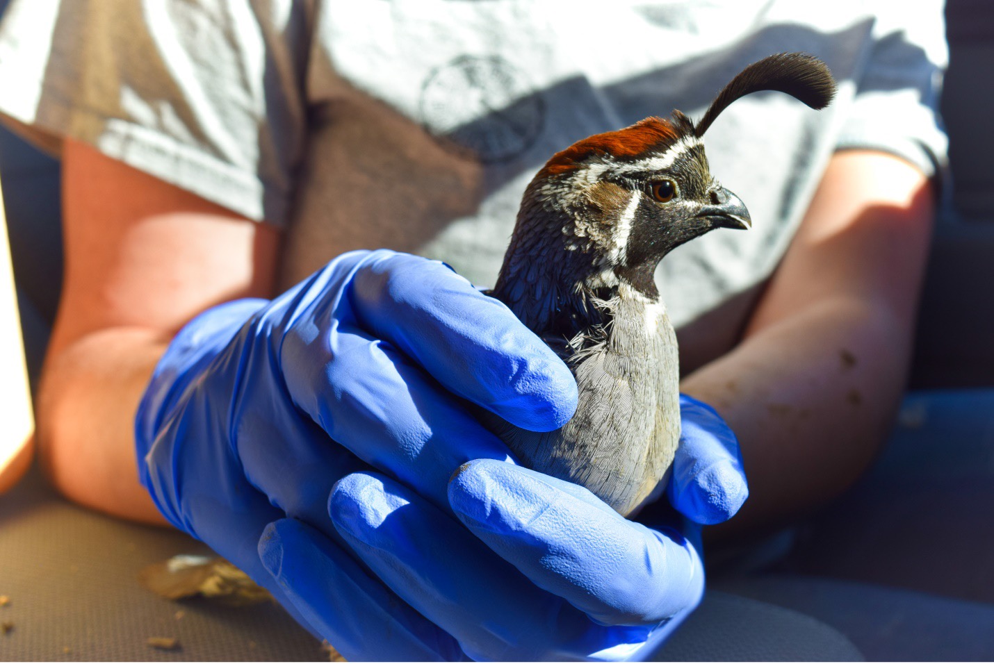 Gambel’s quail