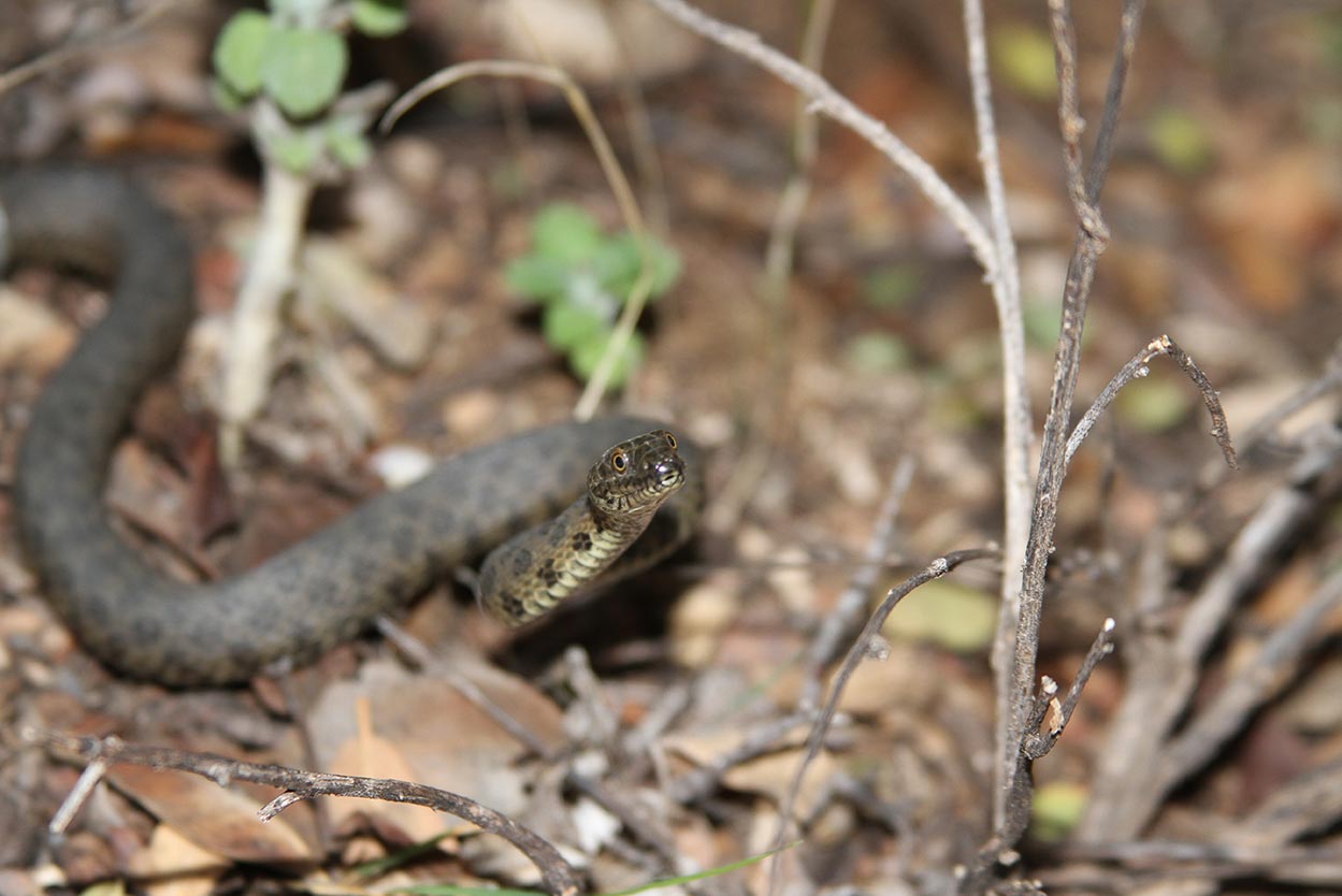 rare narrow-headed gartersnakes