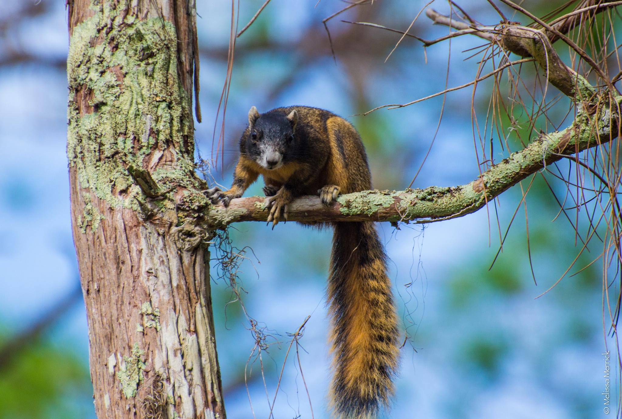 Environmental Change on Wildlife