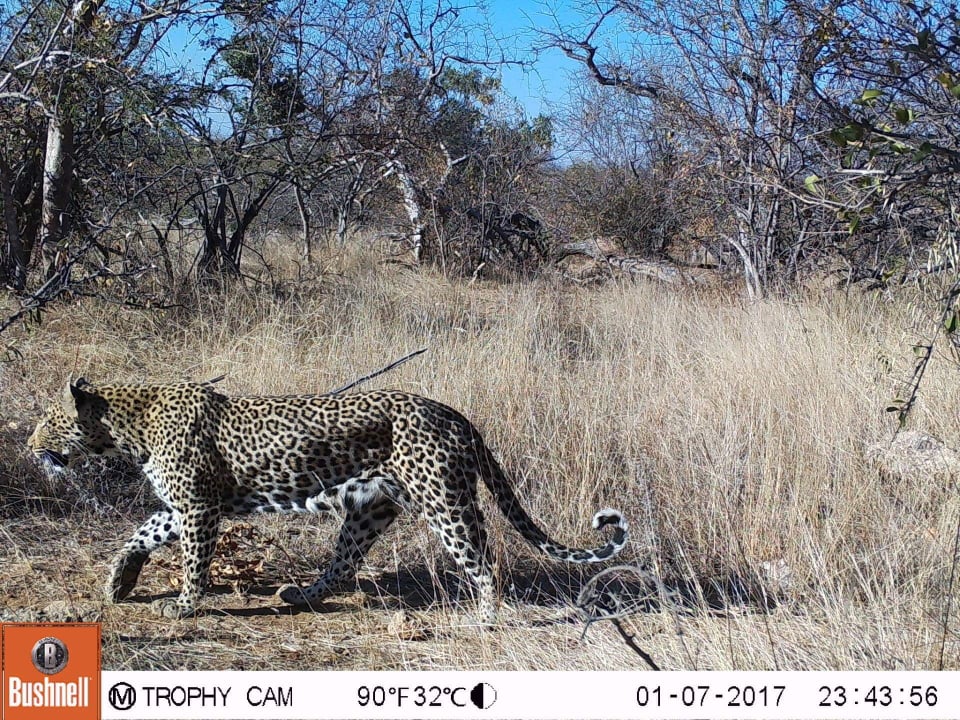 Leopard Web Cam