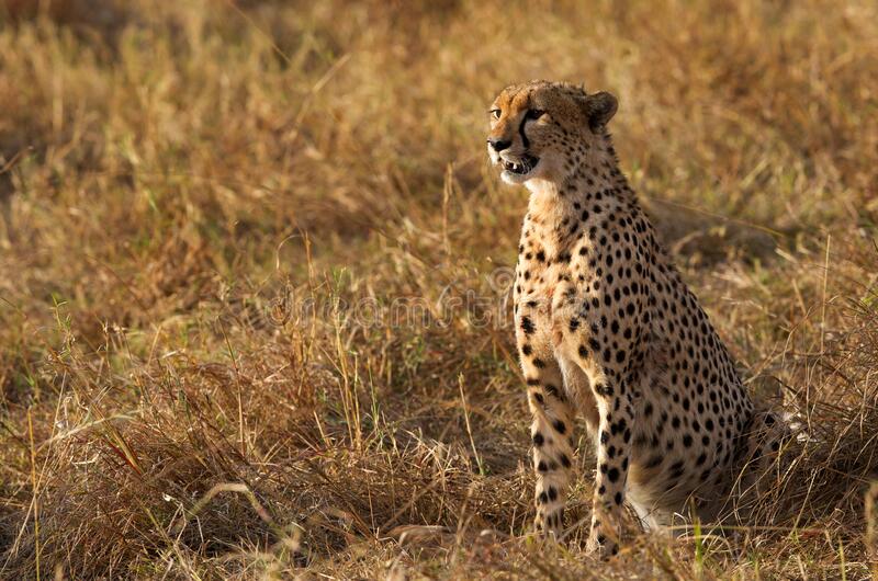 Cheetah sitting in foreground looking away from camera