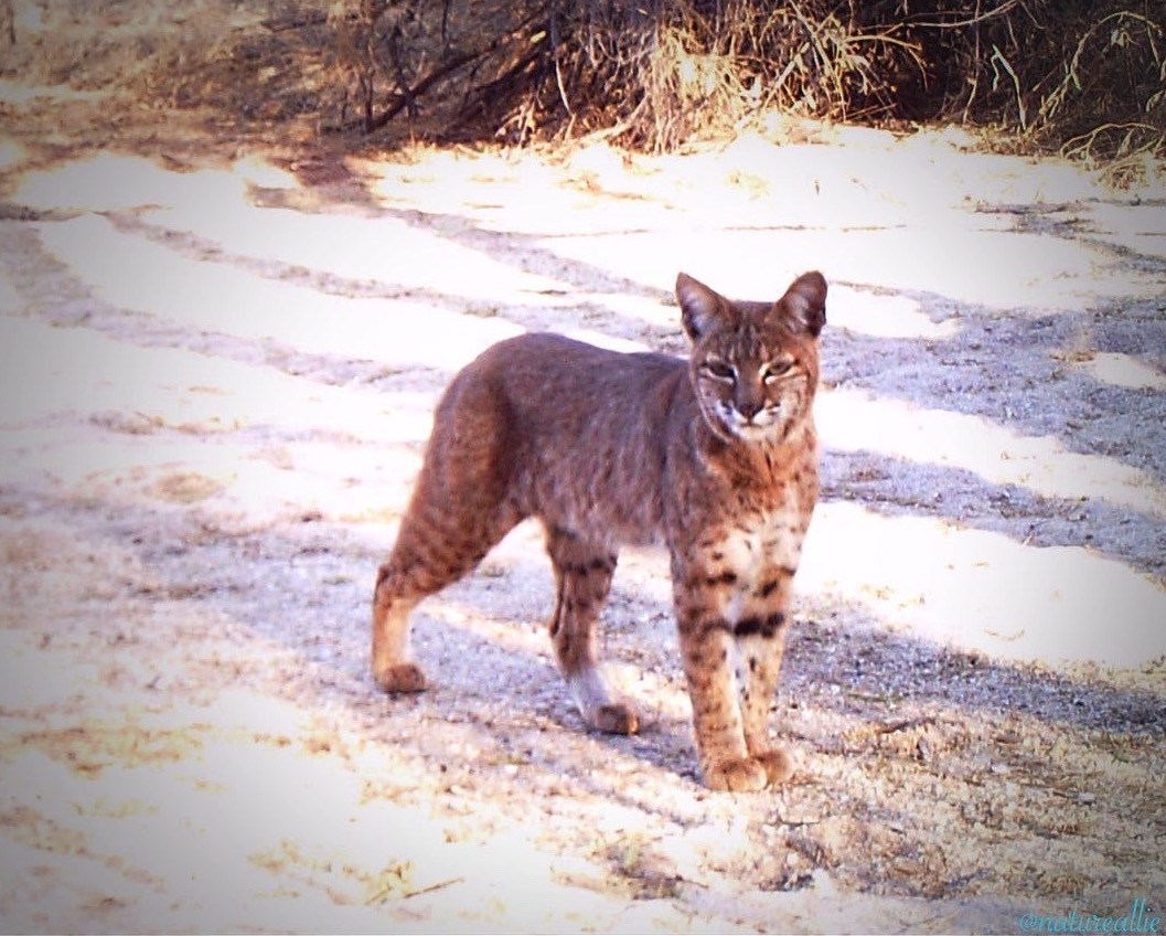 Bobcat looking at camera