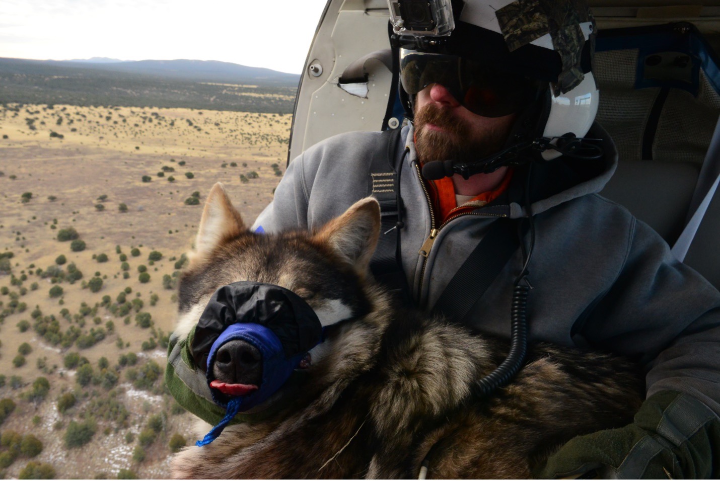 Jeff Dolphin holding a tranquilized animal