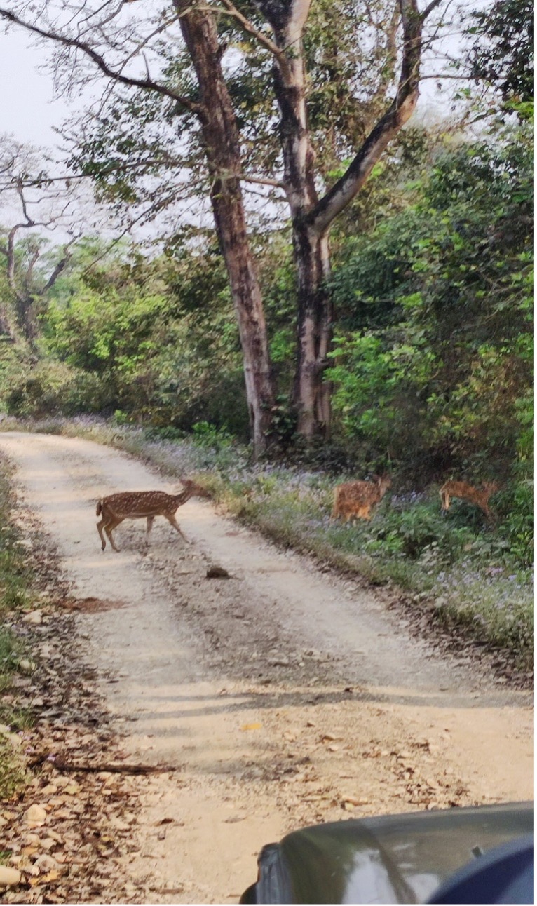 Chital (Spotted deer) cross the road in front of a vehicle