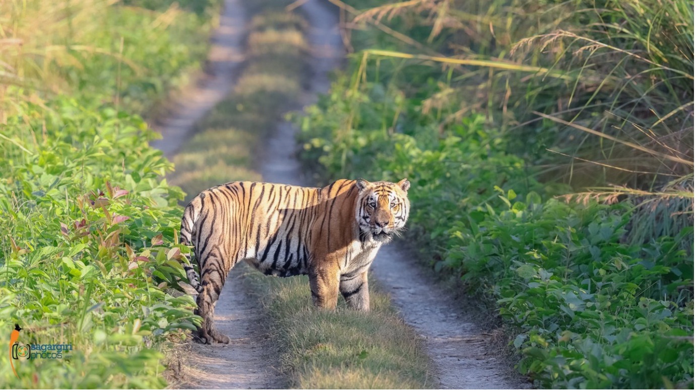 Tiger crossing the road pauses to look at the photographer