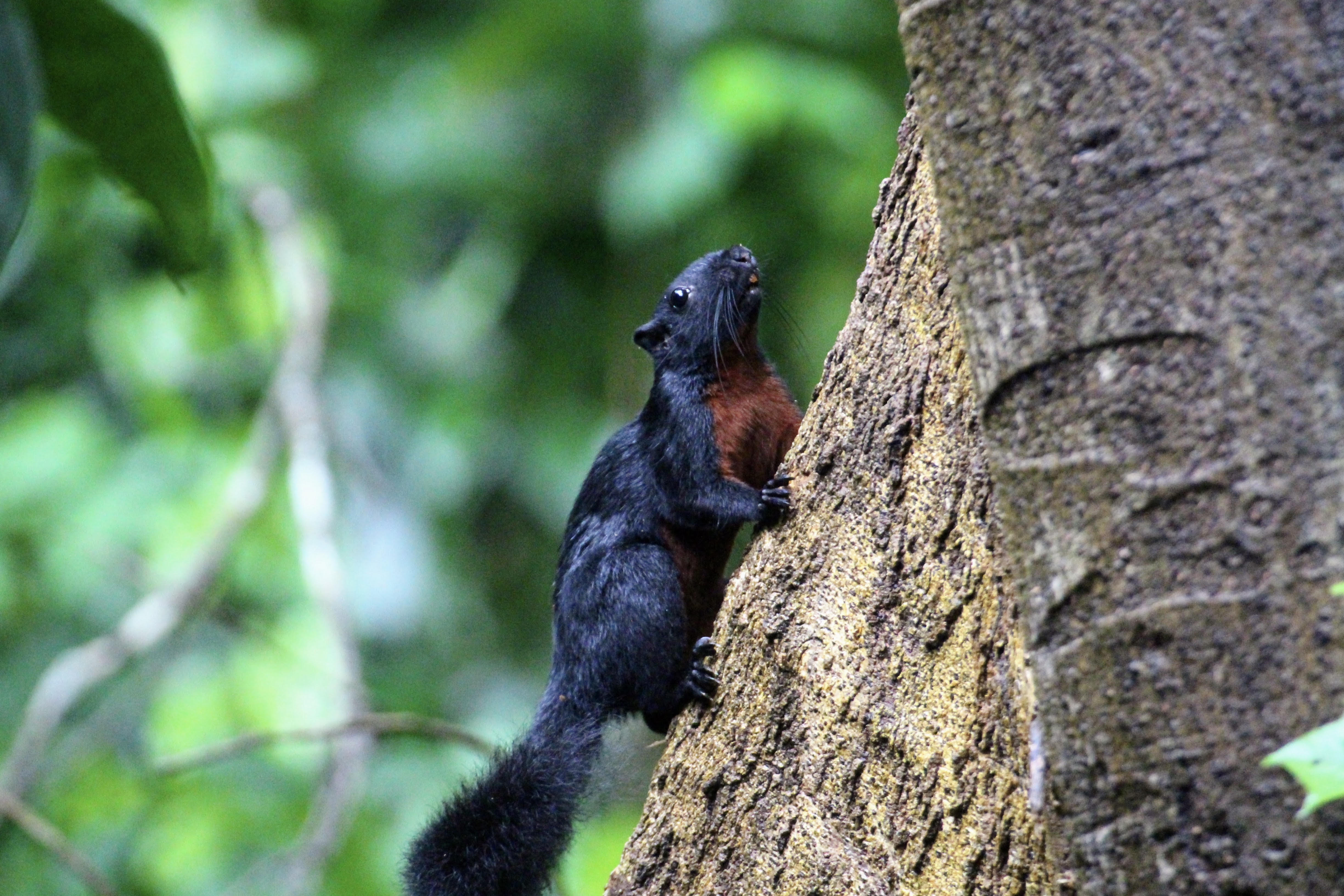 Prevost's squirrel pictured climbing a tree trunk