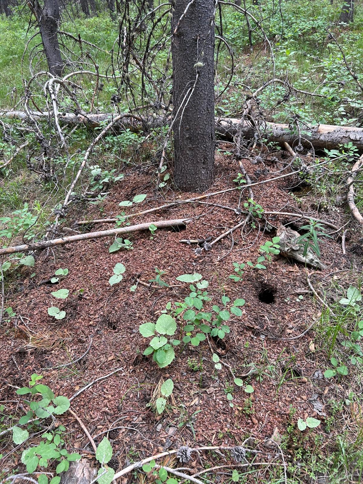 A red squirrel midden at the base of a tree