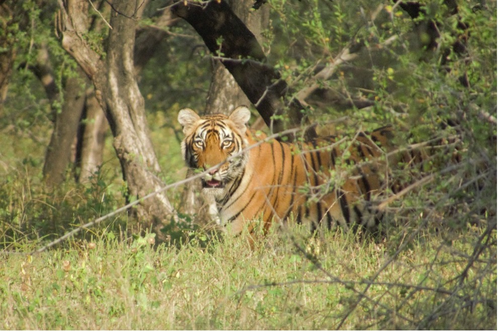 Tiger looking at the camera