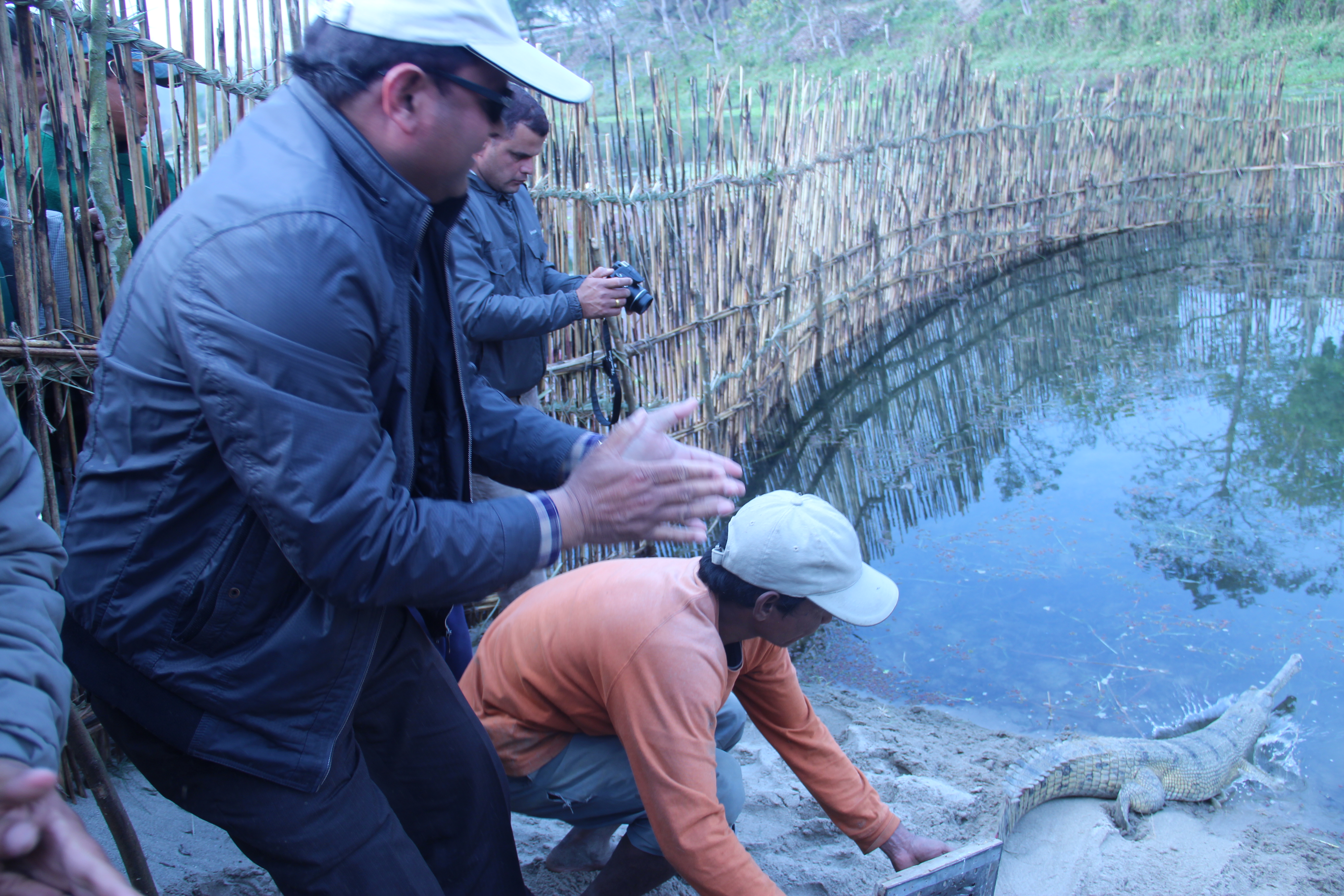Ansari and coworkers release a Gharial crocodile into a river