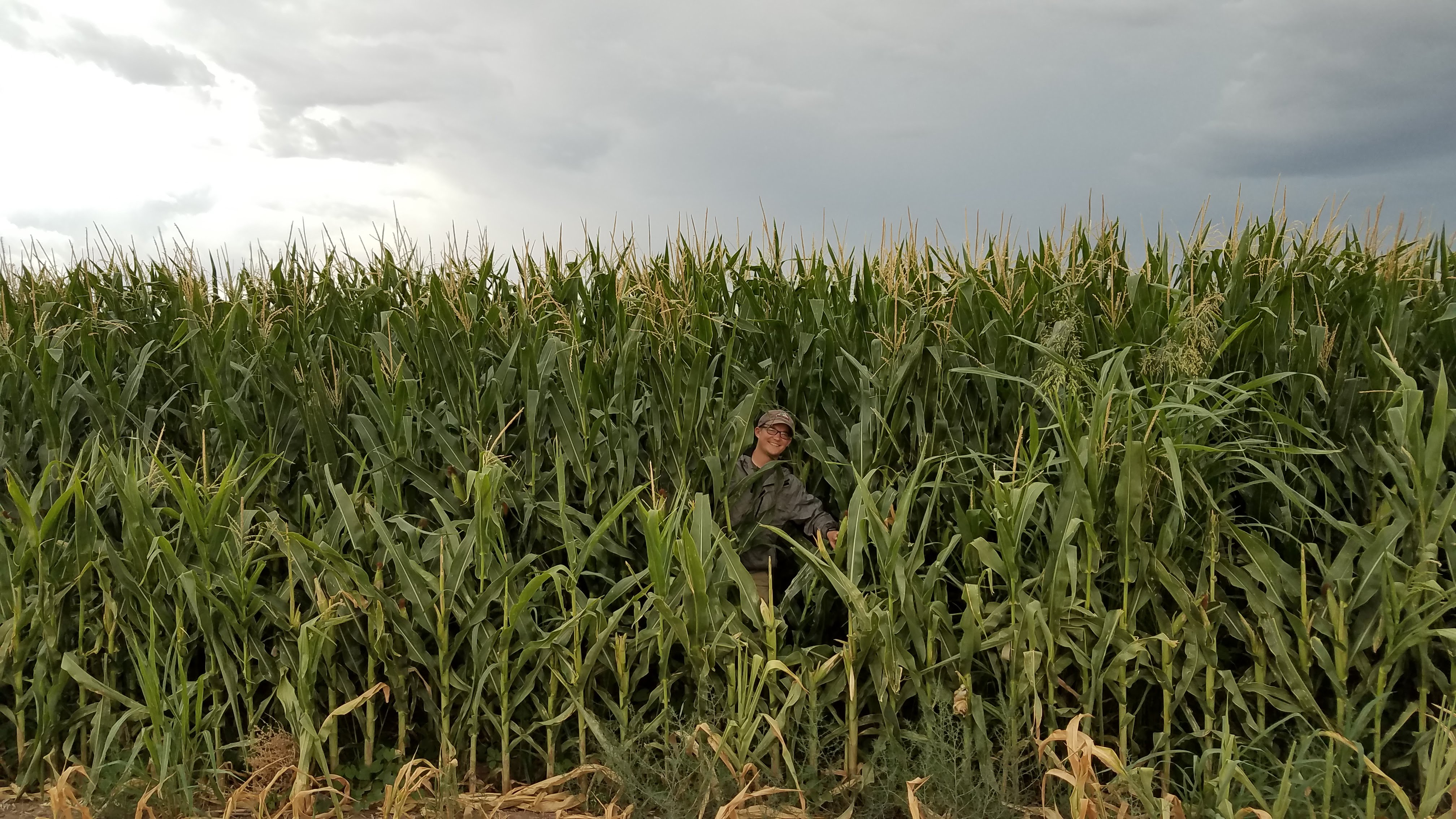 Brocka in a field of corn