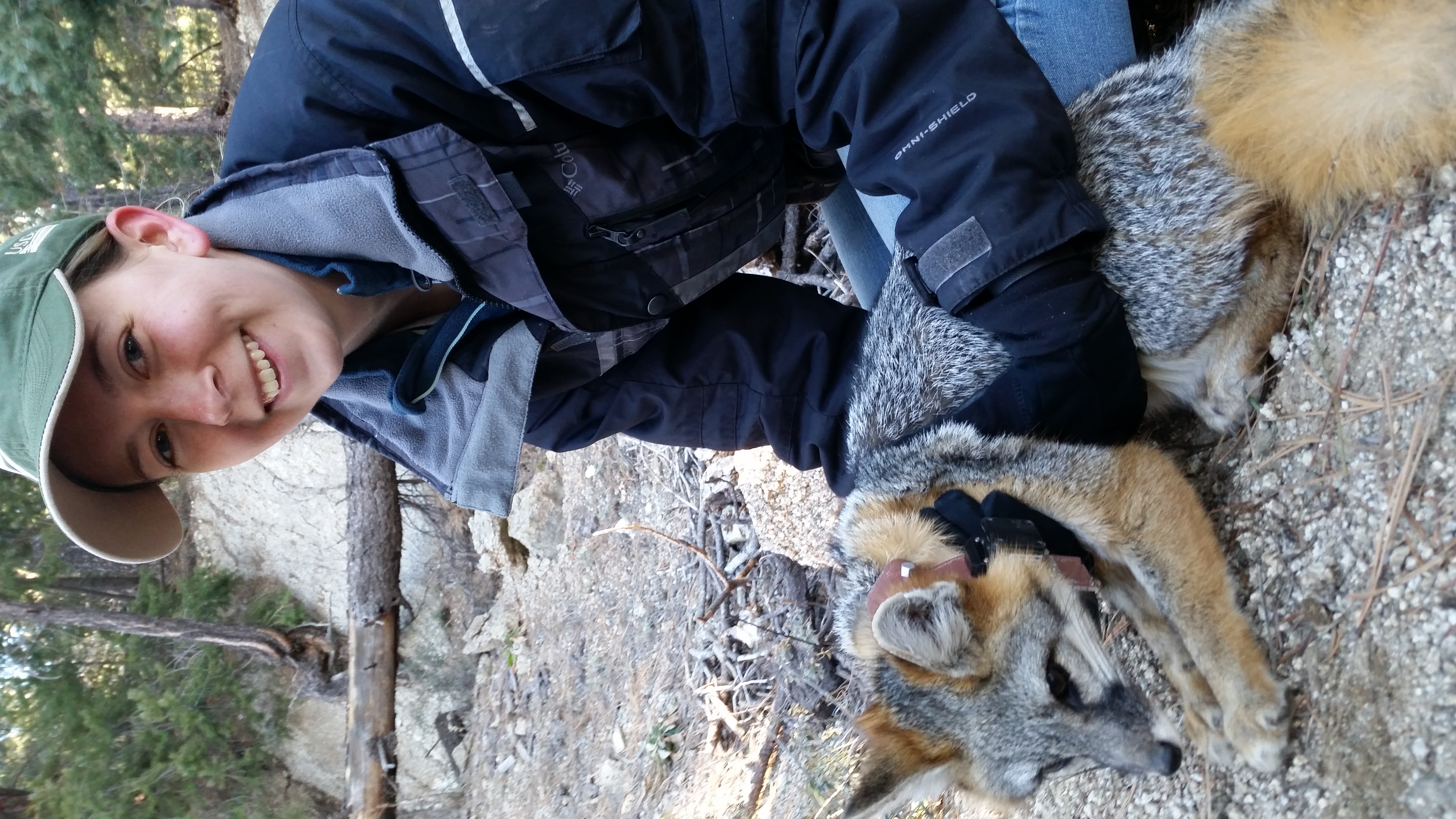 Veals processing a gray fox